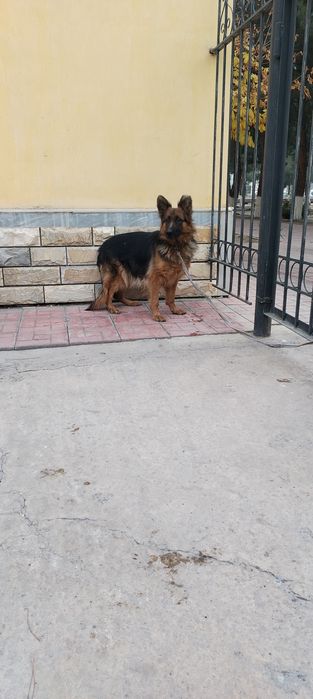 Немецкоя Авчарка