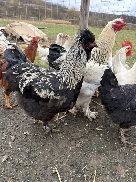 Cocosi tineri diferite rase