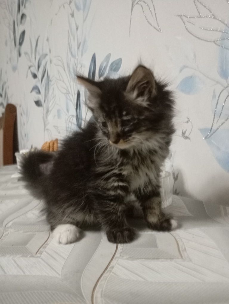 Отдам в добрые ручки!