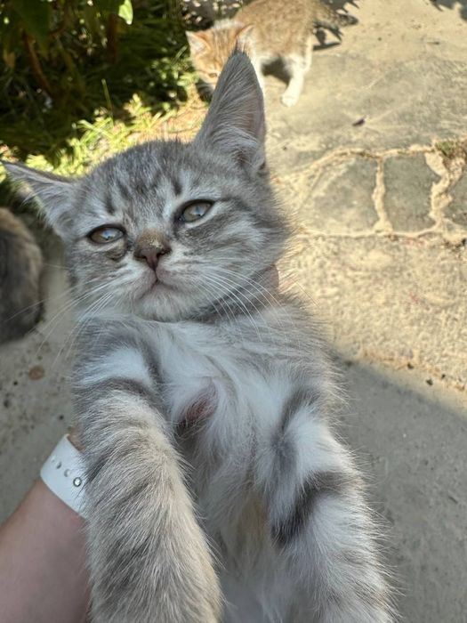Котята отдам даром