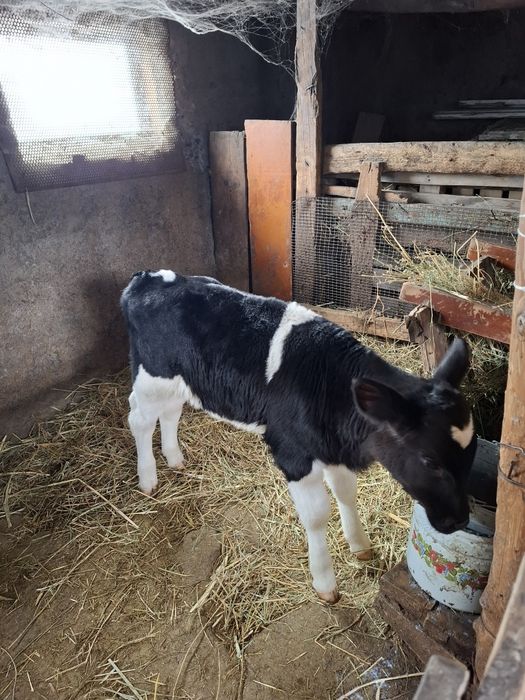 Продам бычка 1 месяц  самостоятельно пьет с  ведра