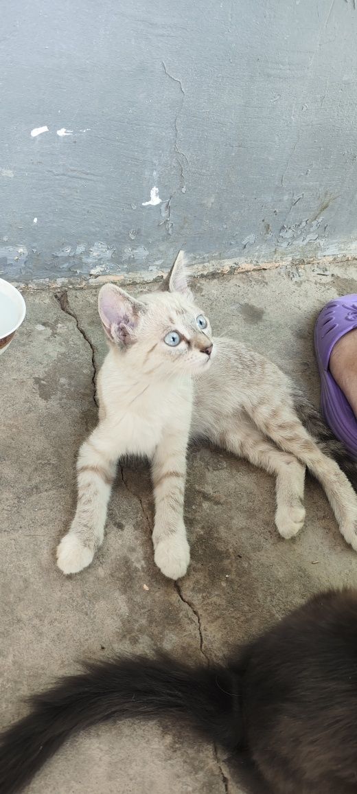 Котята отдам даром в хорошие руки