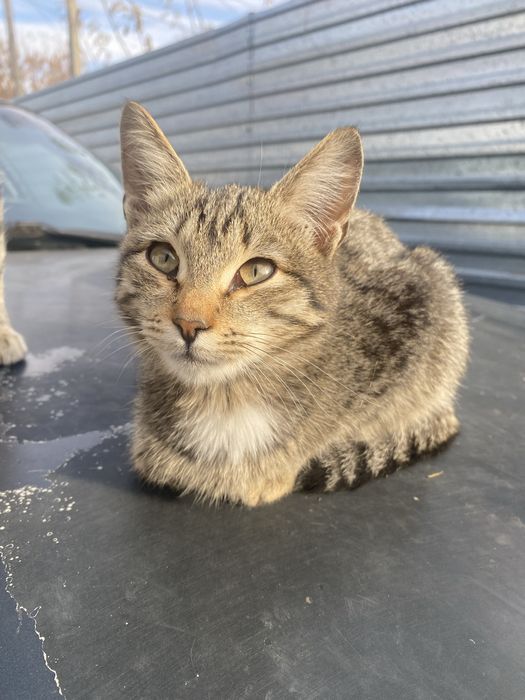 Отдам котенка 3 мес (девочка)