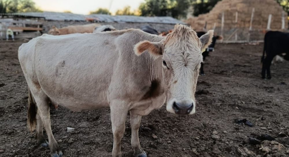 Сиырлар сатылады коровы прадются