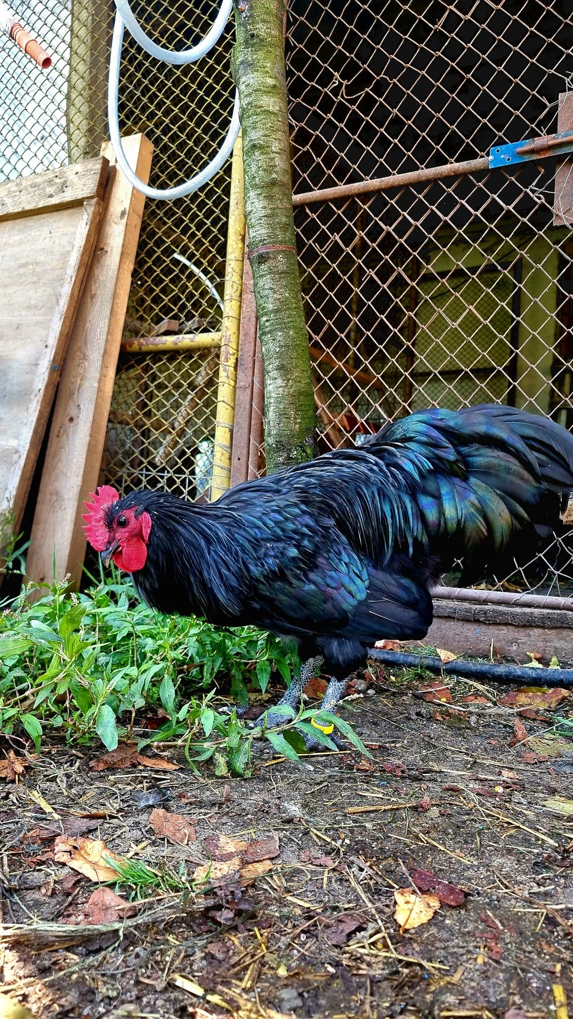 Australorp Cocosi tineret 2023