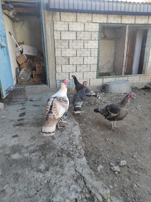 Индюки крупные не дорого