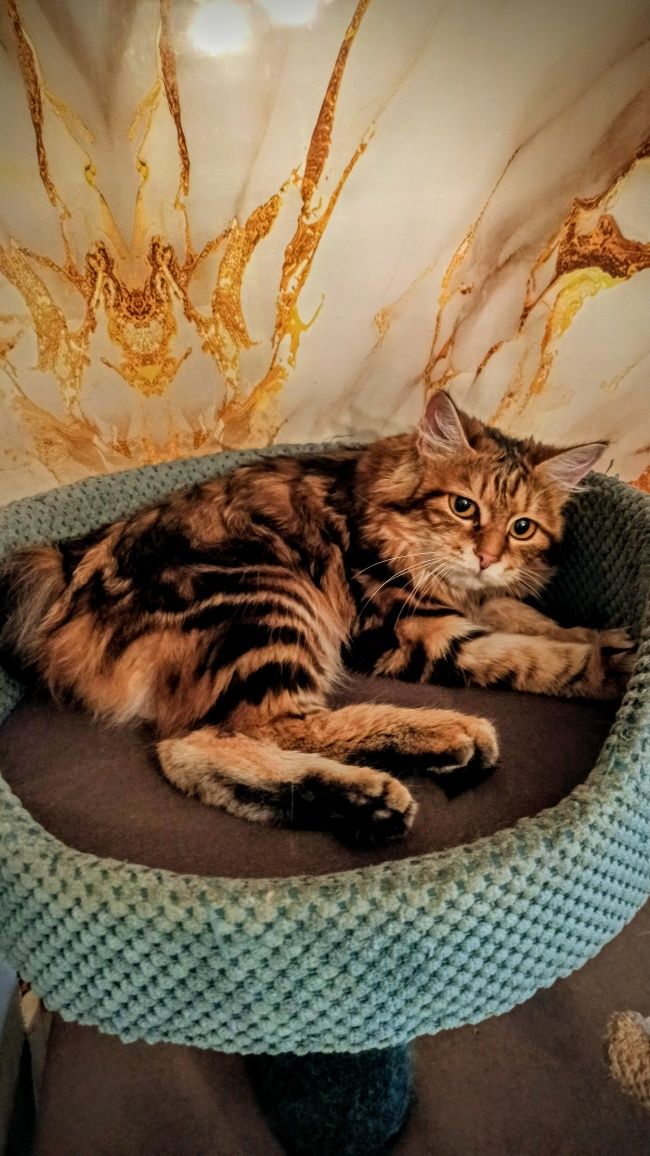 Кошечка курильского бобтейла
