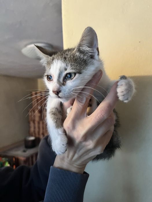 Donez pui de pisică