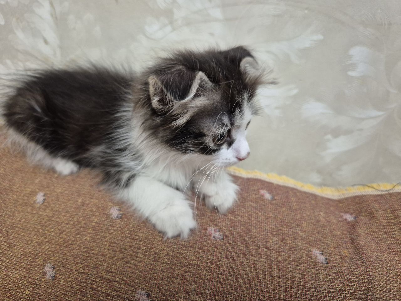 Котенок в добрые руки