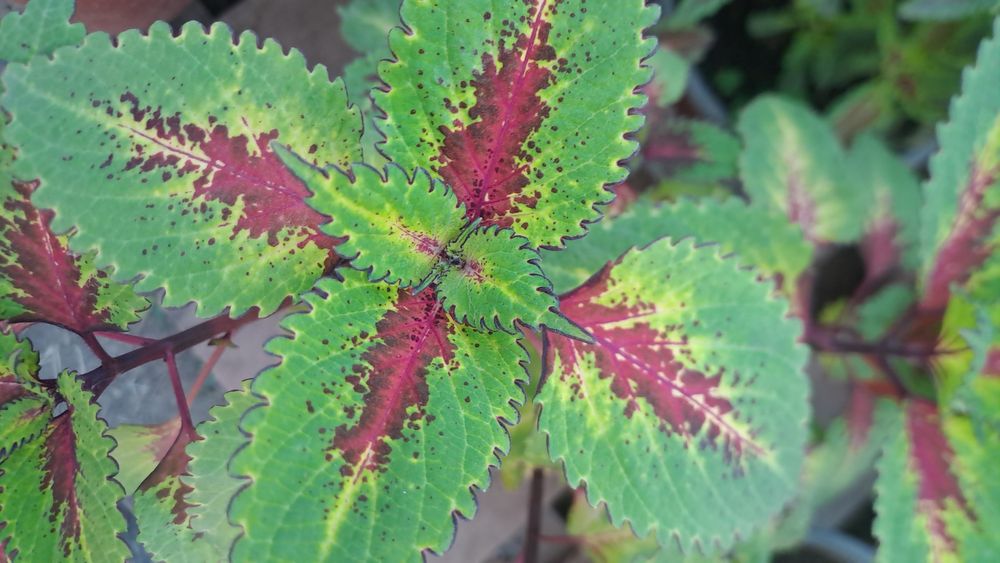 Цветы колеусы...