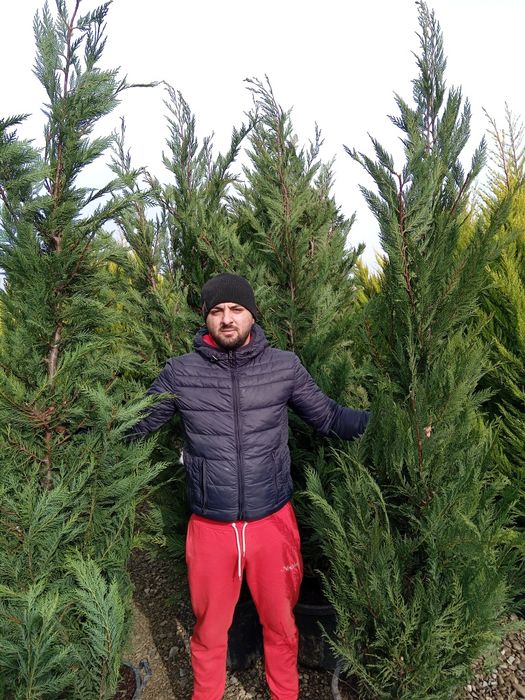 Leilandi pom pon spirale