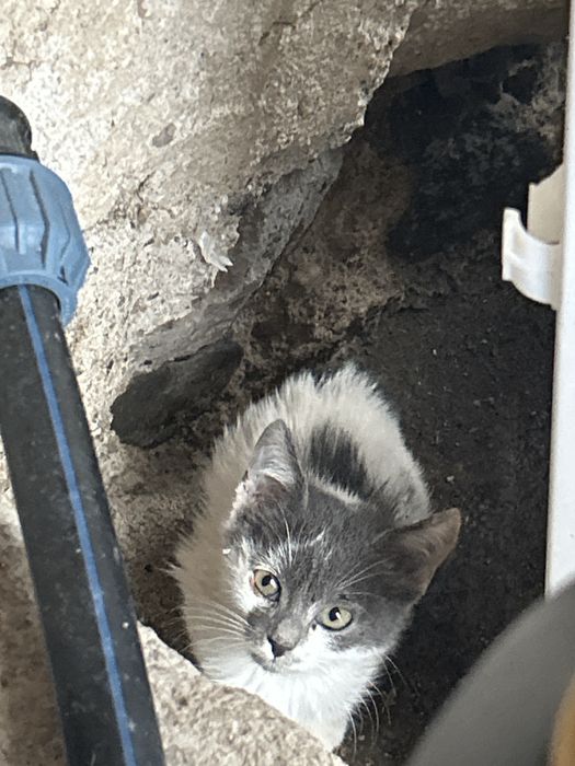 Търся дом за котки и котенца