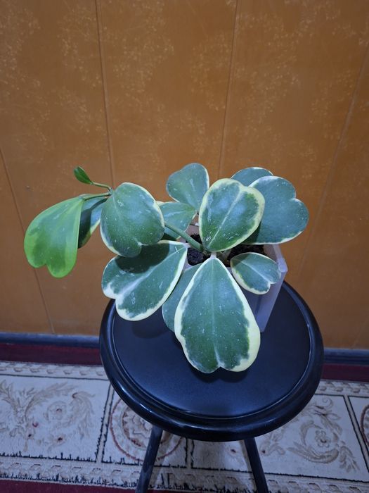 Продам хойю Керри варигатную