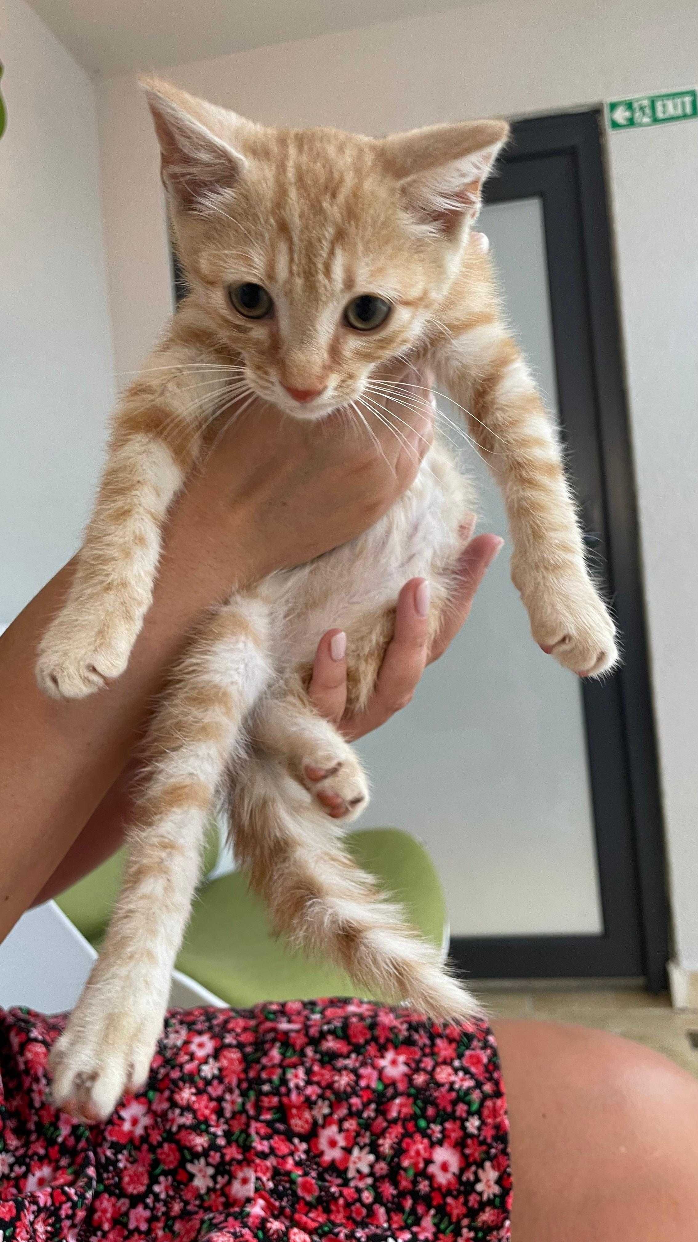 Motanel portocaliu 7 saptamani pt adoptie
