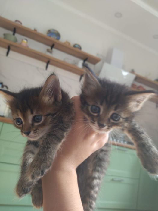 Отдадим котят в добрые руки