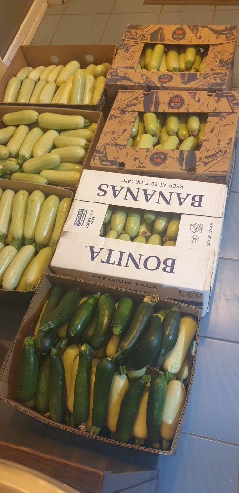 Vand dovlecei din producție proprie!