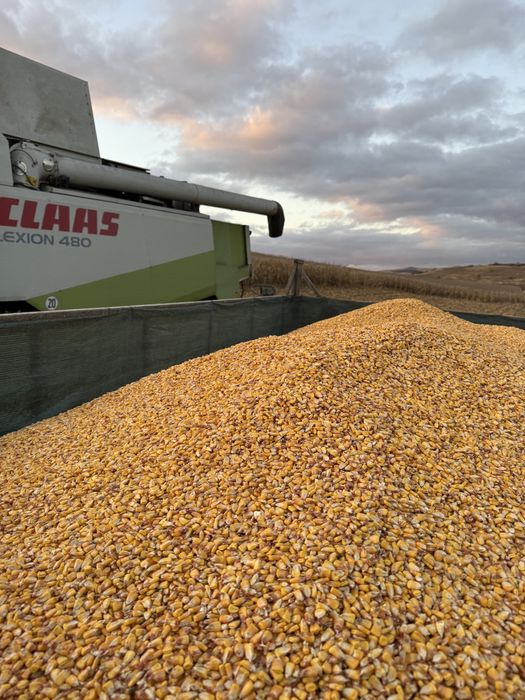 Porumb productie 2025