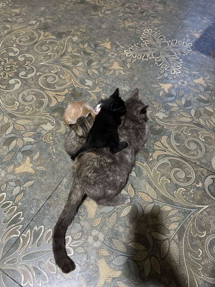 Отдам котят в хорошие руки