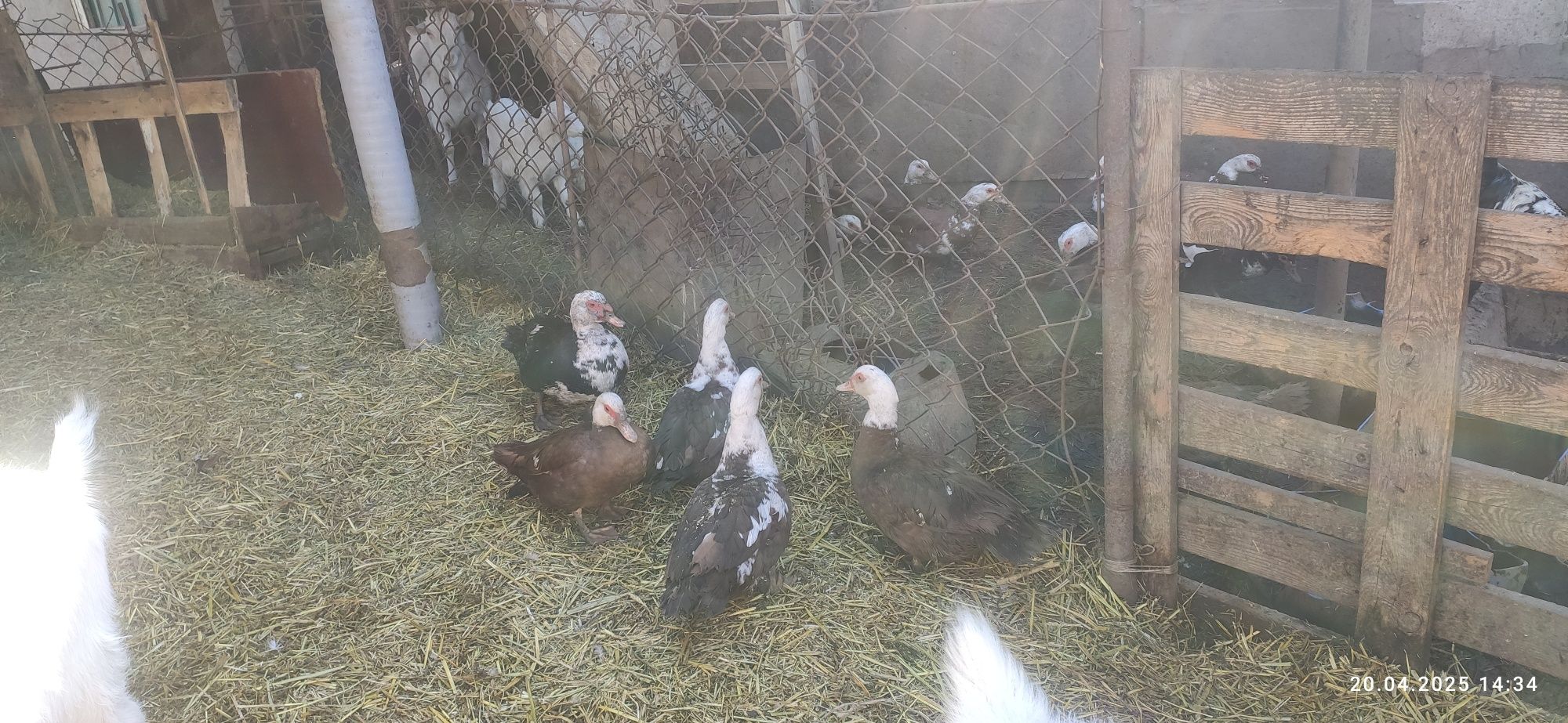 Продам уток, утки