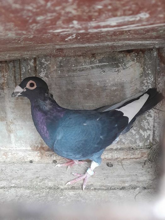 O pereche de porumbei voiajori