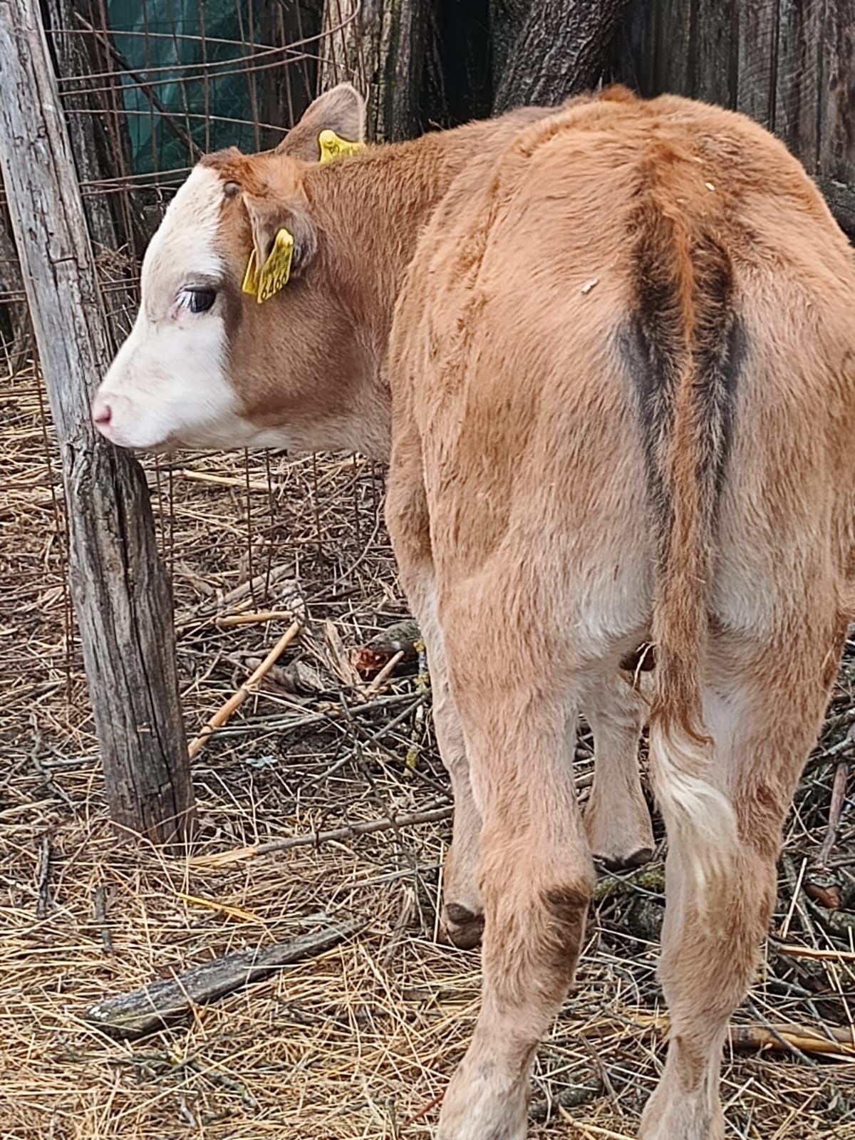 Viței de vânzare