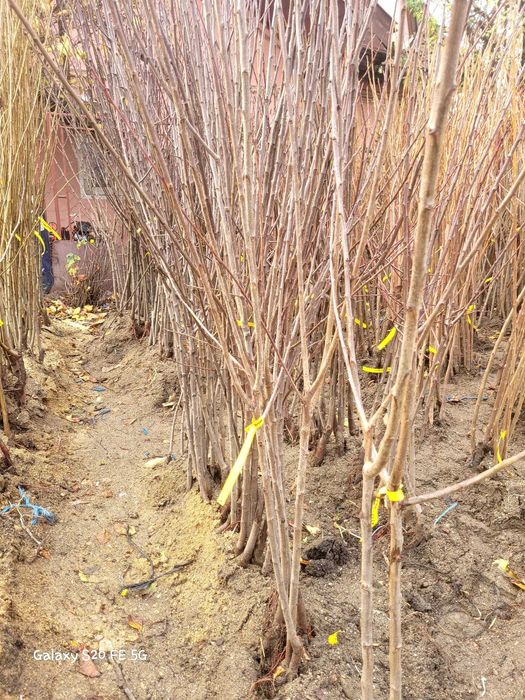 Pruni cu fructe mari de consum, pruni de tuica, livrare prin curier