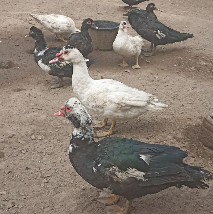 Индушкалар сотилади