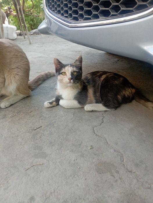 Отдам даром девочку