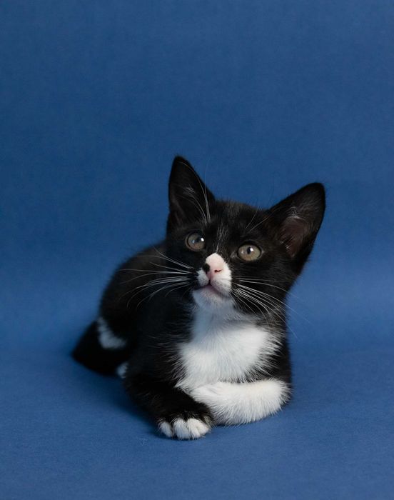 Котета на 3 месеца търсят дом