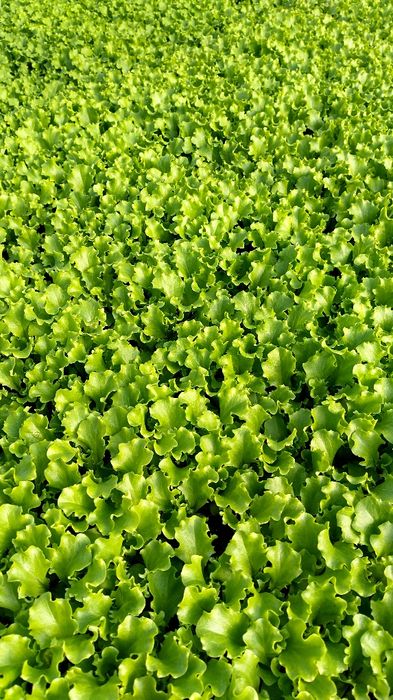 Разсад  салата (марули)