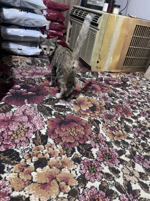 Котенок оранжевый