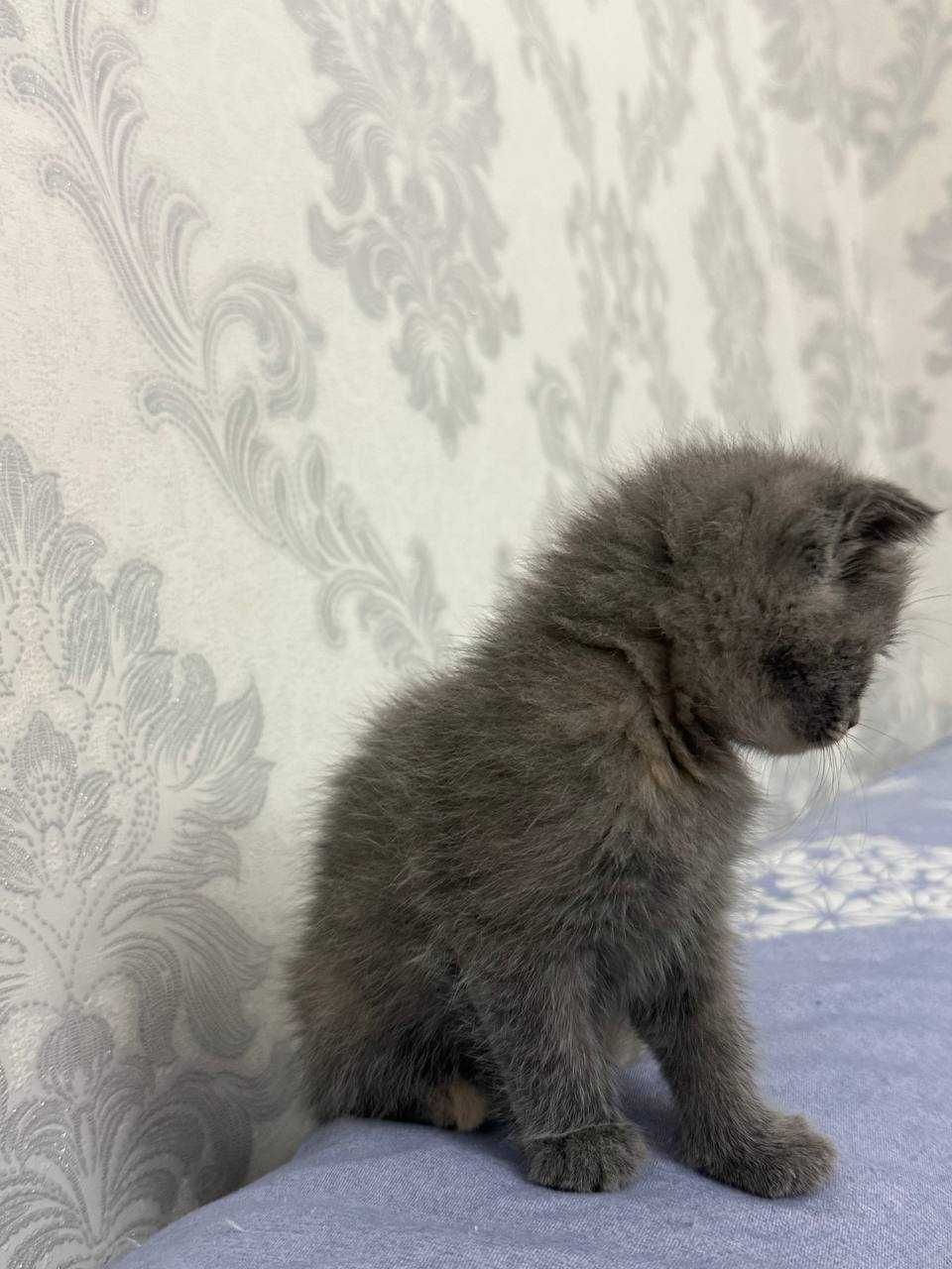 Продается очаровательный котёнок!