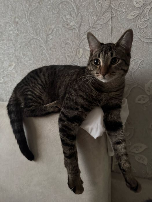 Котята          .