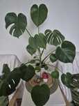 Саксийно цвете монстера (Monstera)
