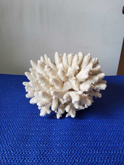 Coral acvariu decorativ