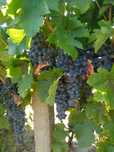 Struguri merlot pentru vin calitate bună