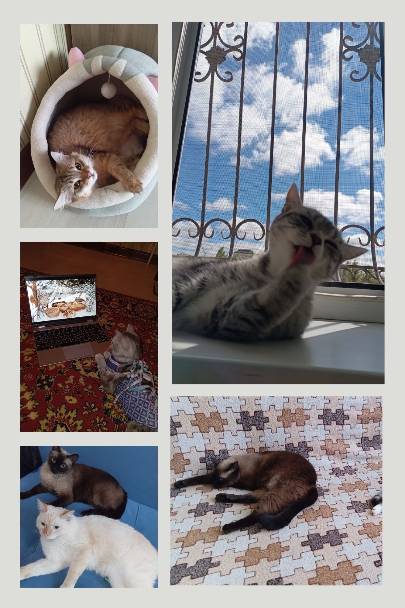 Передержка котов