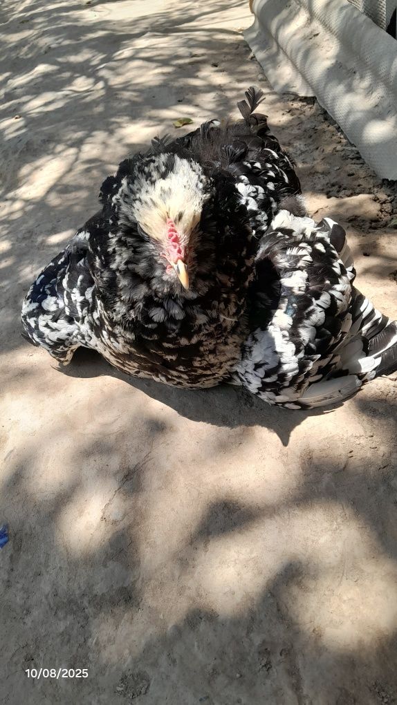 Brama zotli tovuqlar