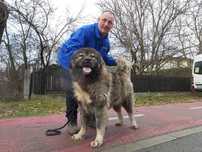 Ciobanesc caucazian cu pedigree