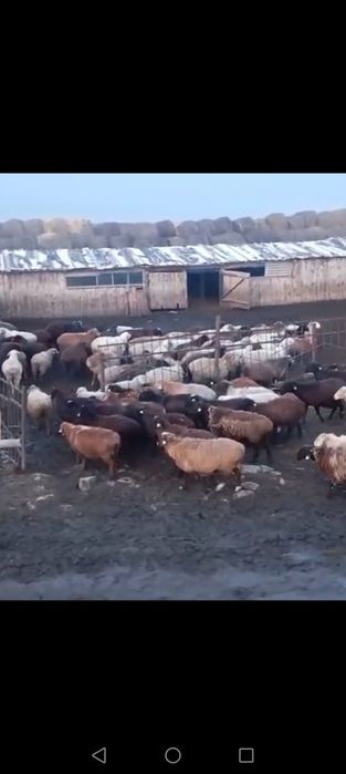 Продам овец Ярки 23-24 года