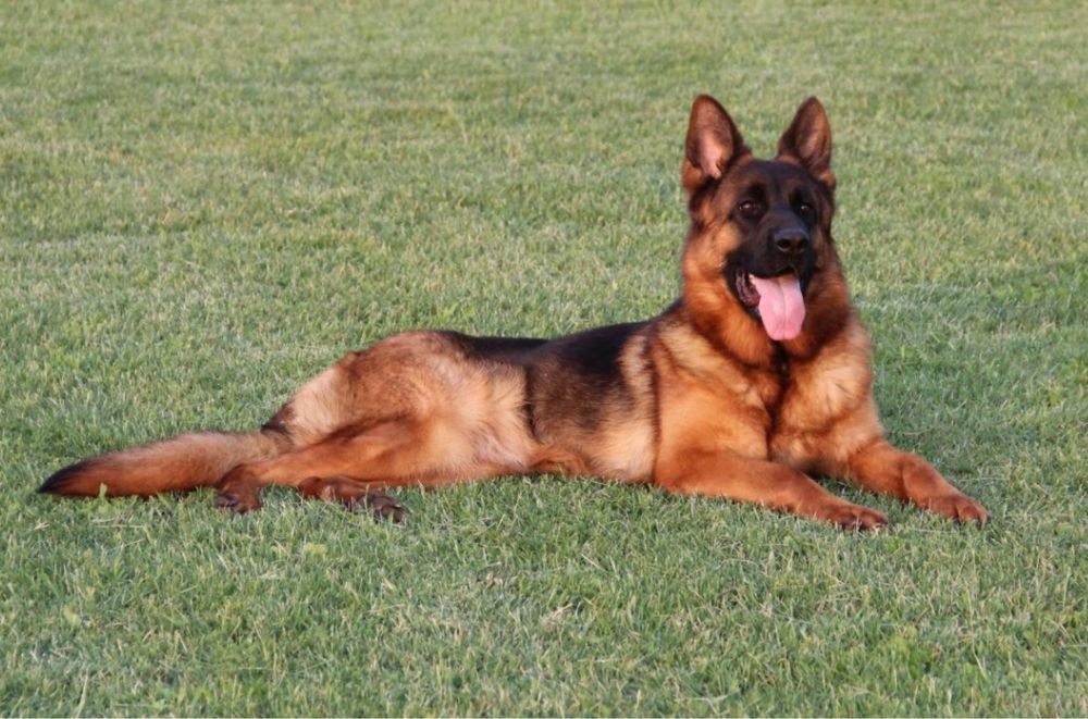 Super femela ciobanesc german par lung cu pedigree top