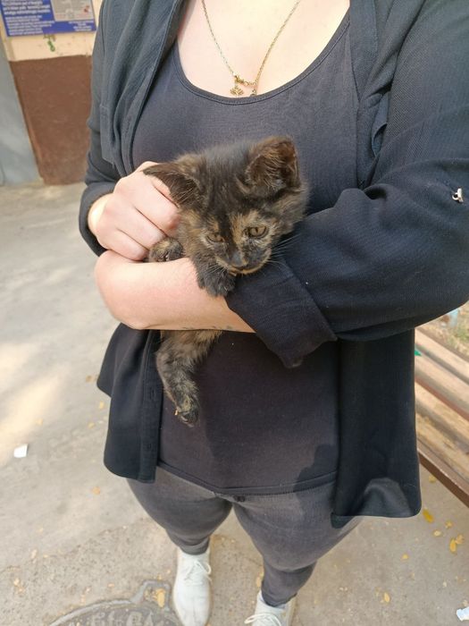 Отдам даром котят