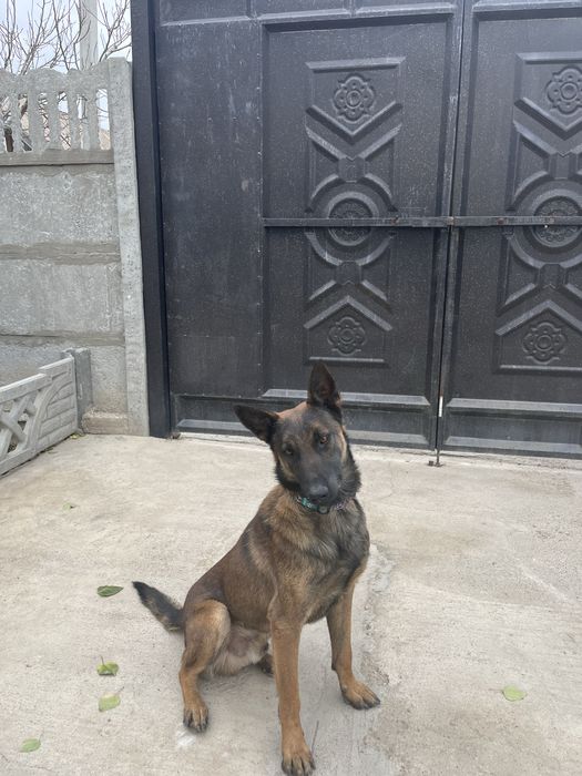 Белгиская Малинуа