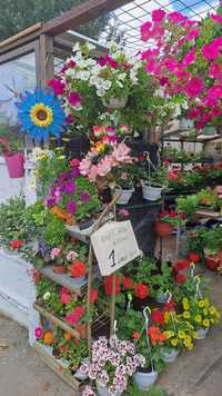 Flori si plante ptr gradina ,balcoane,jardiniere,apartament,aromatice