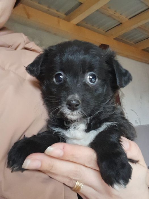 Cățeluși își cauta o casă nouă de sase saptămâni