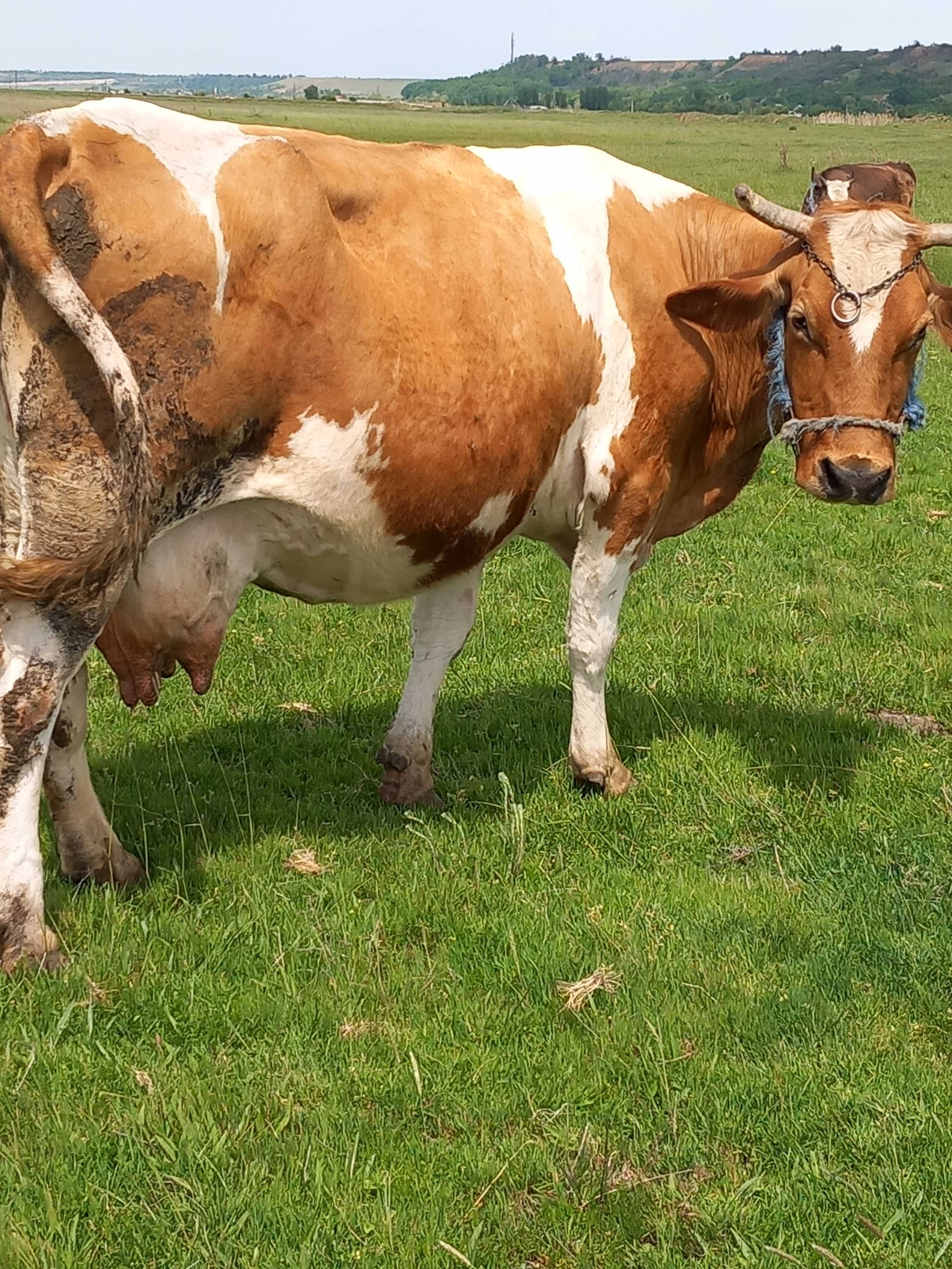 Vaca gestantă bună de lapte