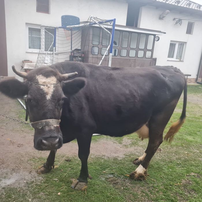 Vaca romaneasca , gestanta in 7 luni si la a 7 fatare .