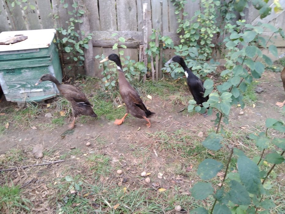 Rațe alergătoare indiene