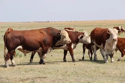 Ақбас сиыр , қашарлар сатылады.