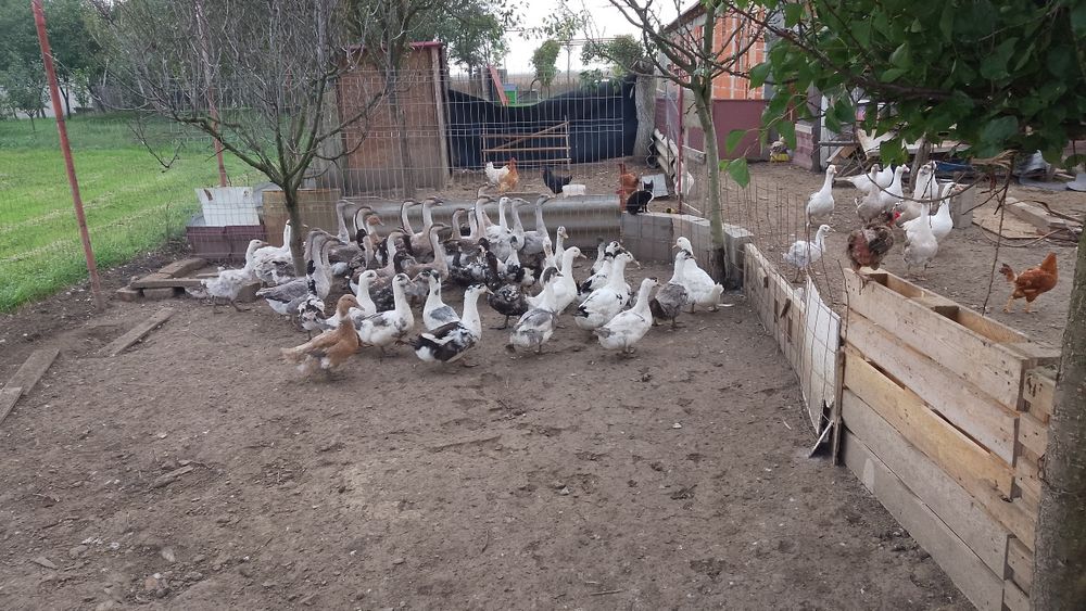 Vând rate macaitoare și gâște americane și albe țăranesti